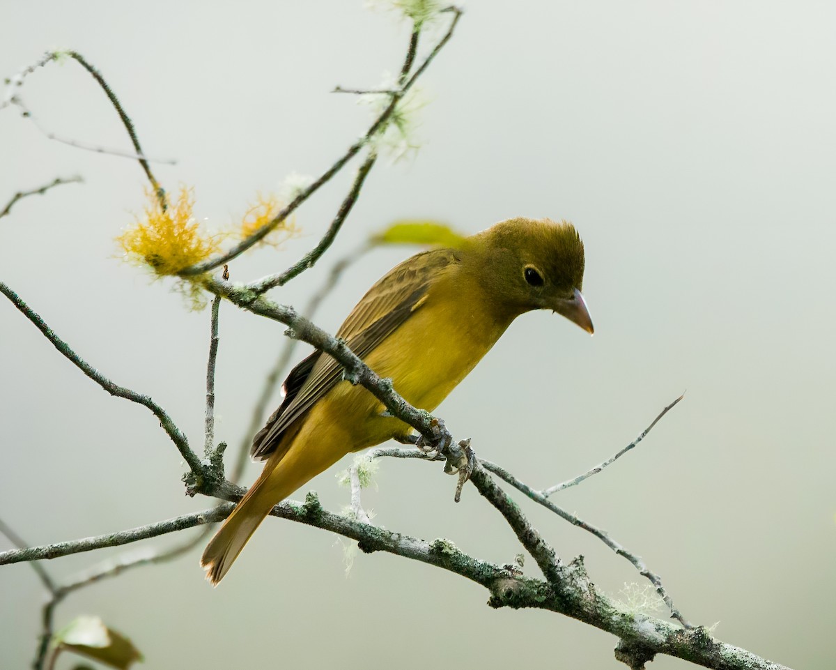 Summer Tanager - ML646130105
