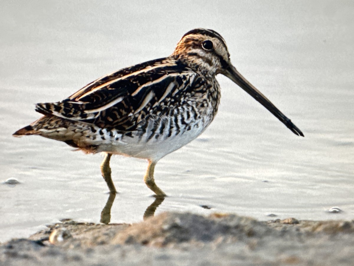 חרטומית ביצות - ML646130108