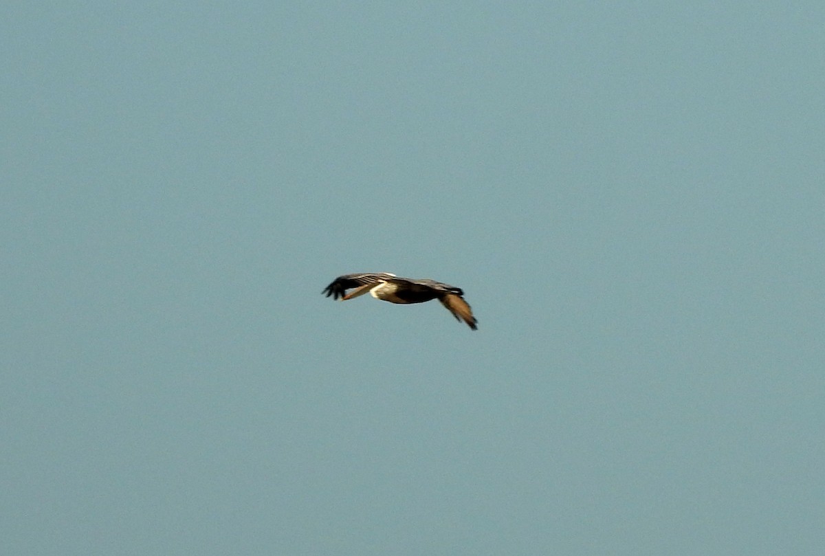 pelikán hnědý - ML646130113