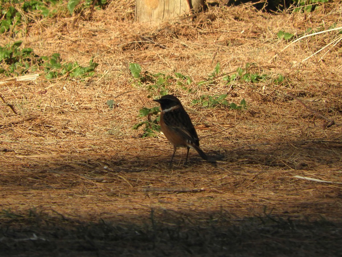 European Stonechat - ML646130116