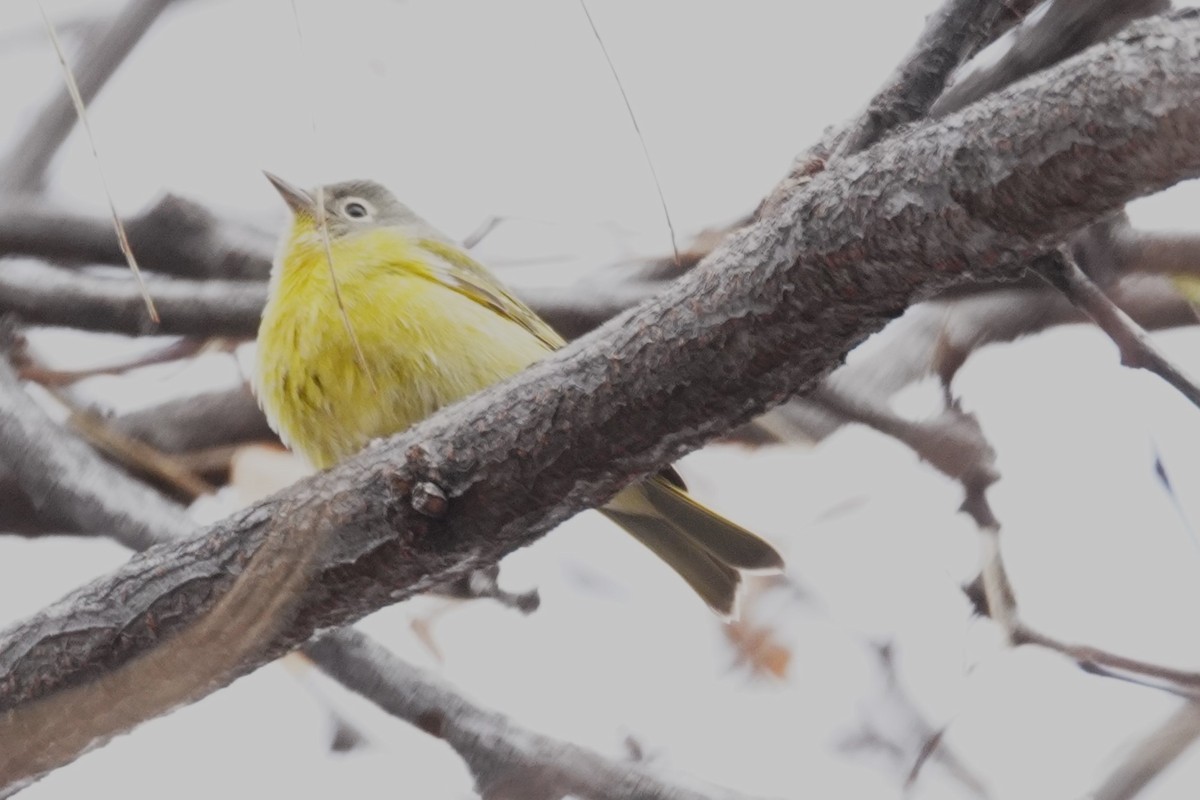 Nashville Warbler - ML646130117