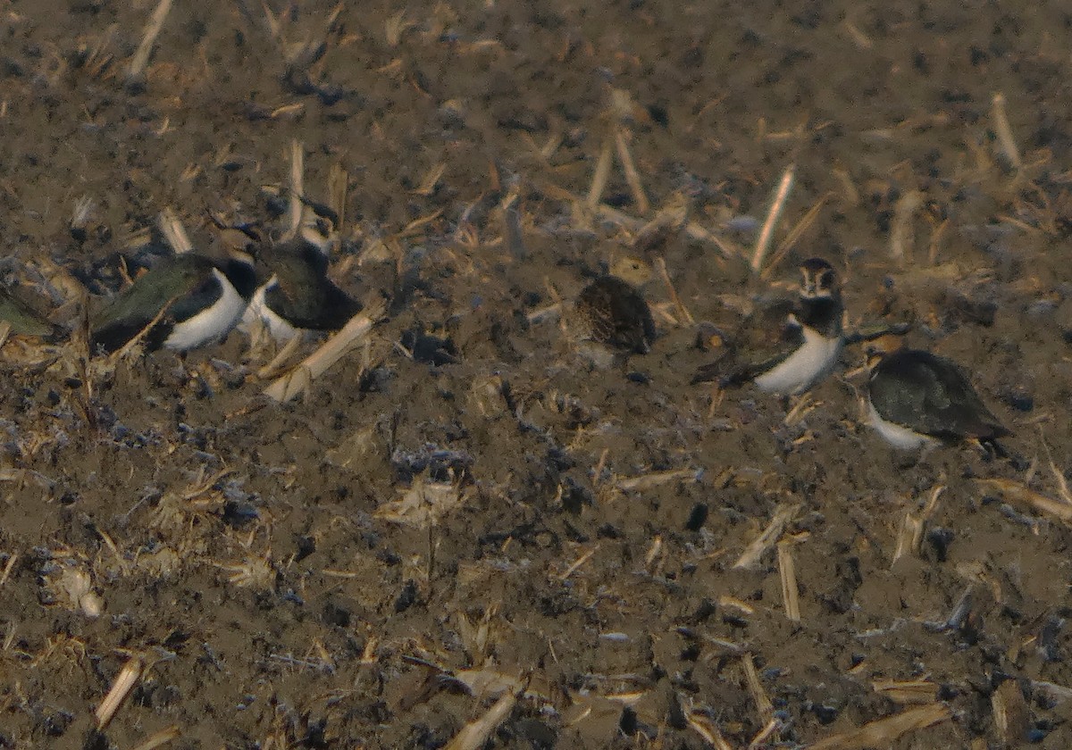 Сивка звичайна - ML646130119