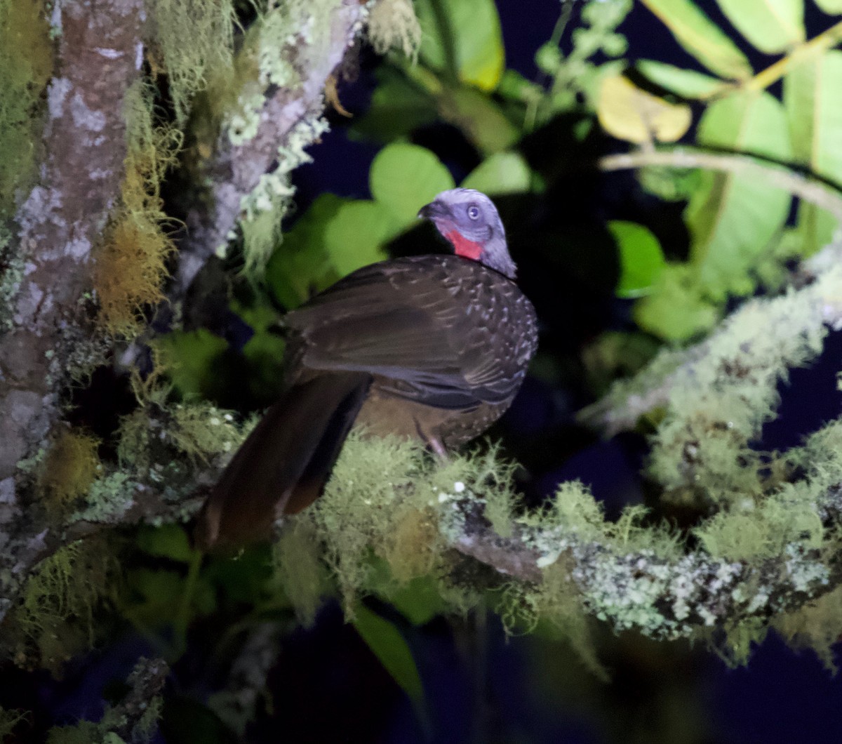 オビオシャクケイ - ML646130120