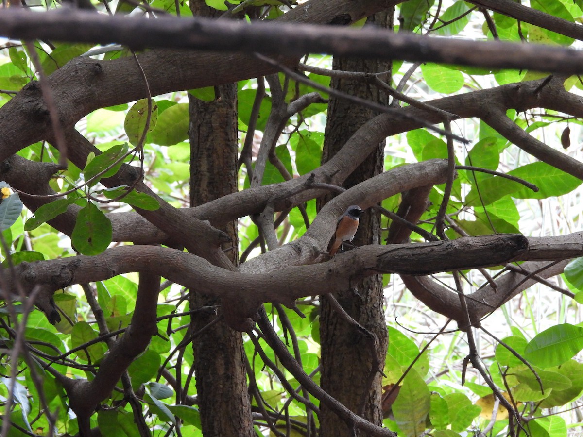 Common Redstart - ML646130126
