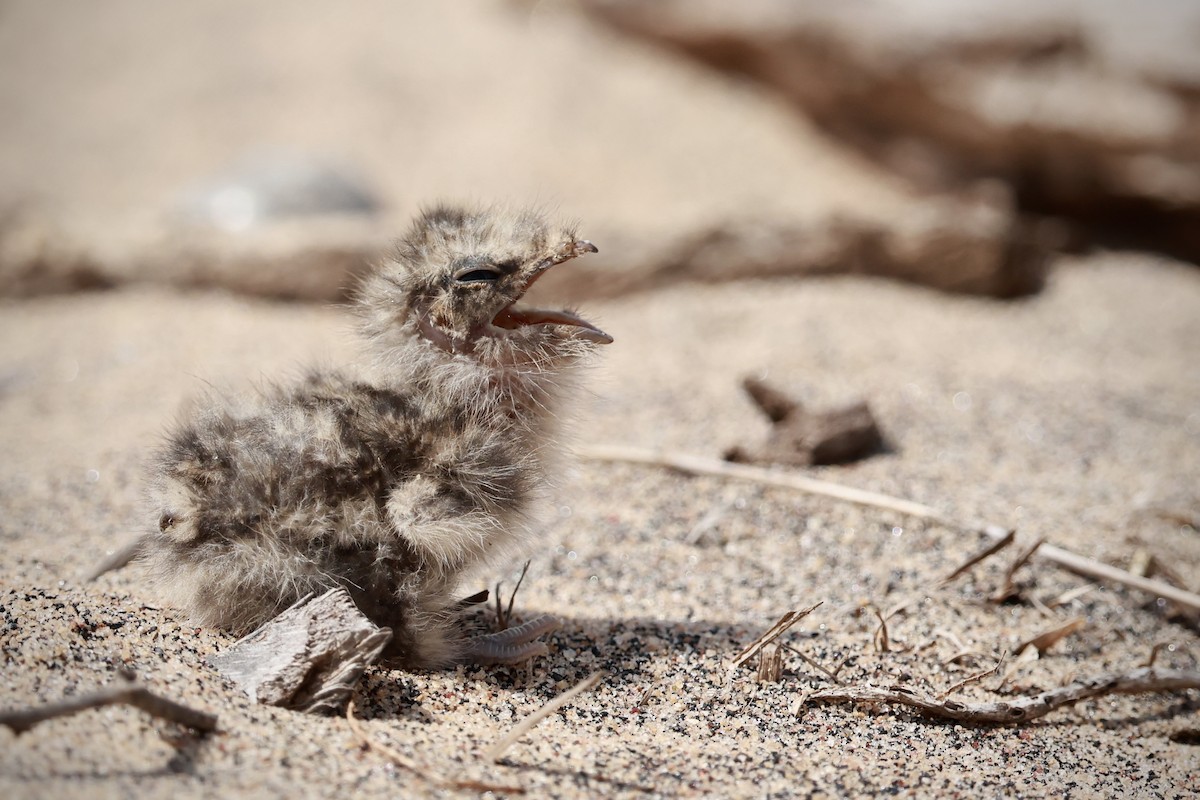 Slender-tailed Nightjar - ML646130128
