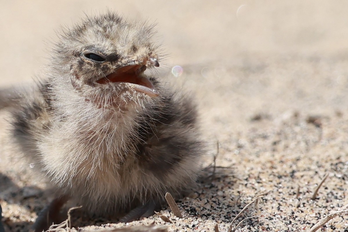 Slender-tailed Nightjar - ML646130129