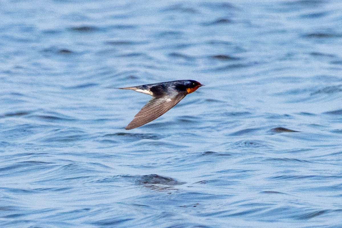 Ластівка сільська - ML646130131