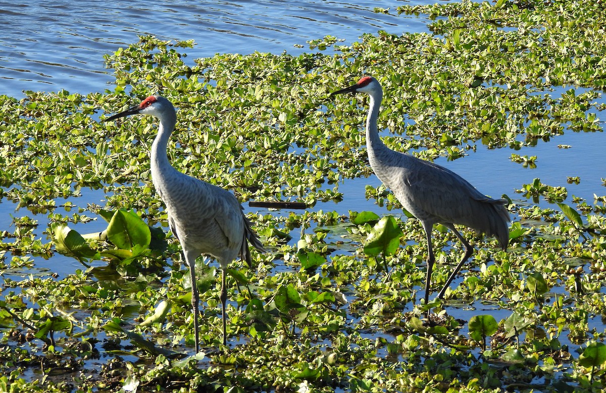 jeřáb kanadský - ML646130132