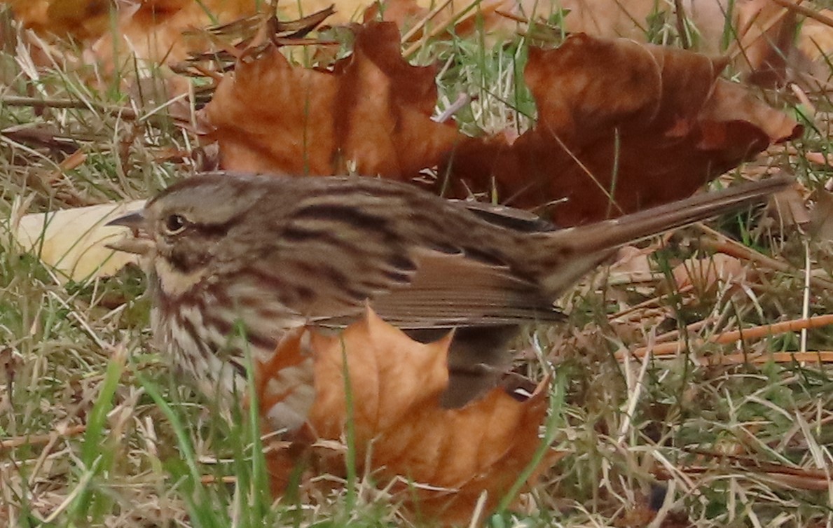 Song Sparrow - ML646130134