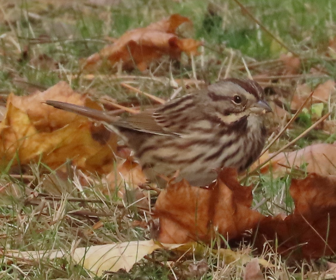 Song Sparrow - ML646130135