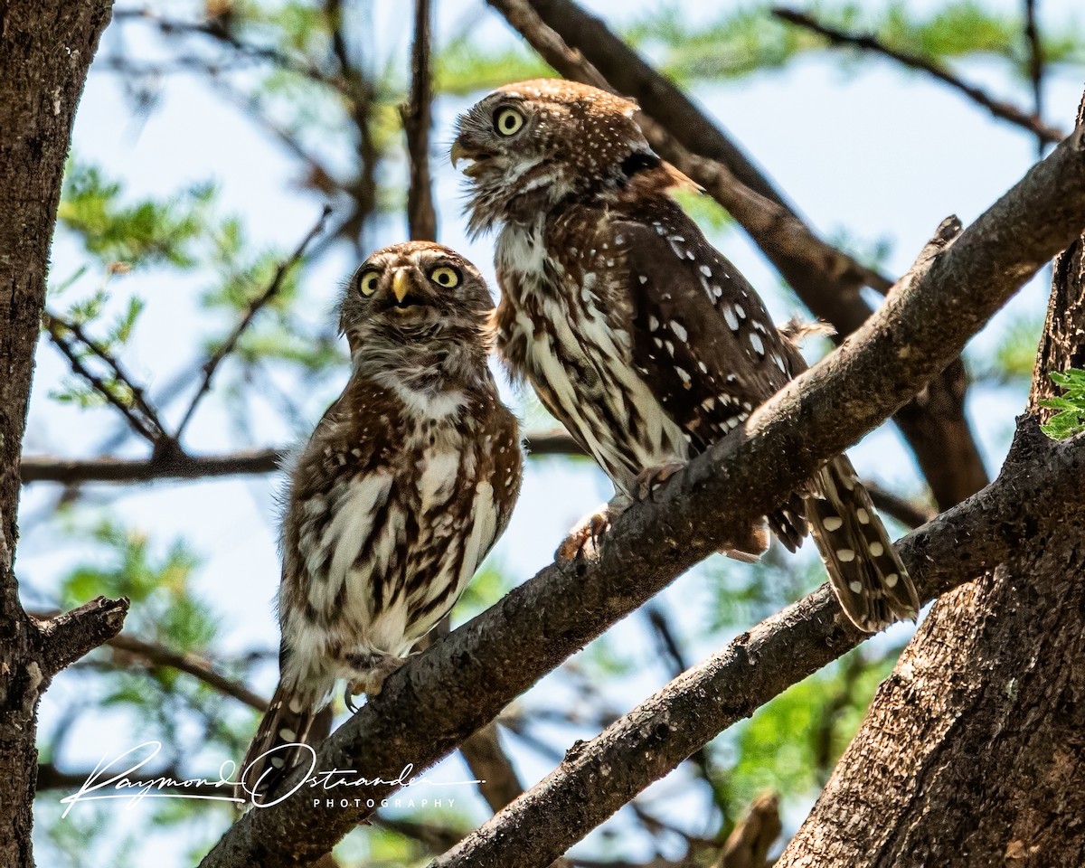 kulíšek perlový - ML646130136