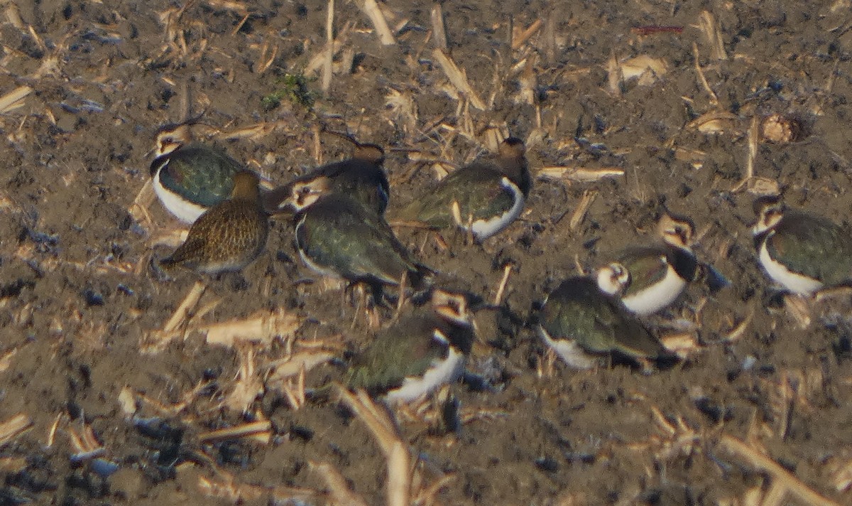 Сивка звичайна - ML646130137