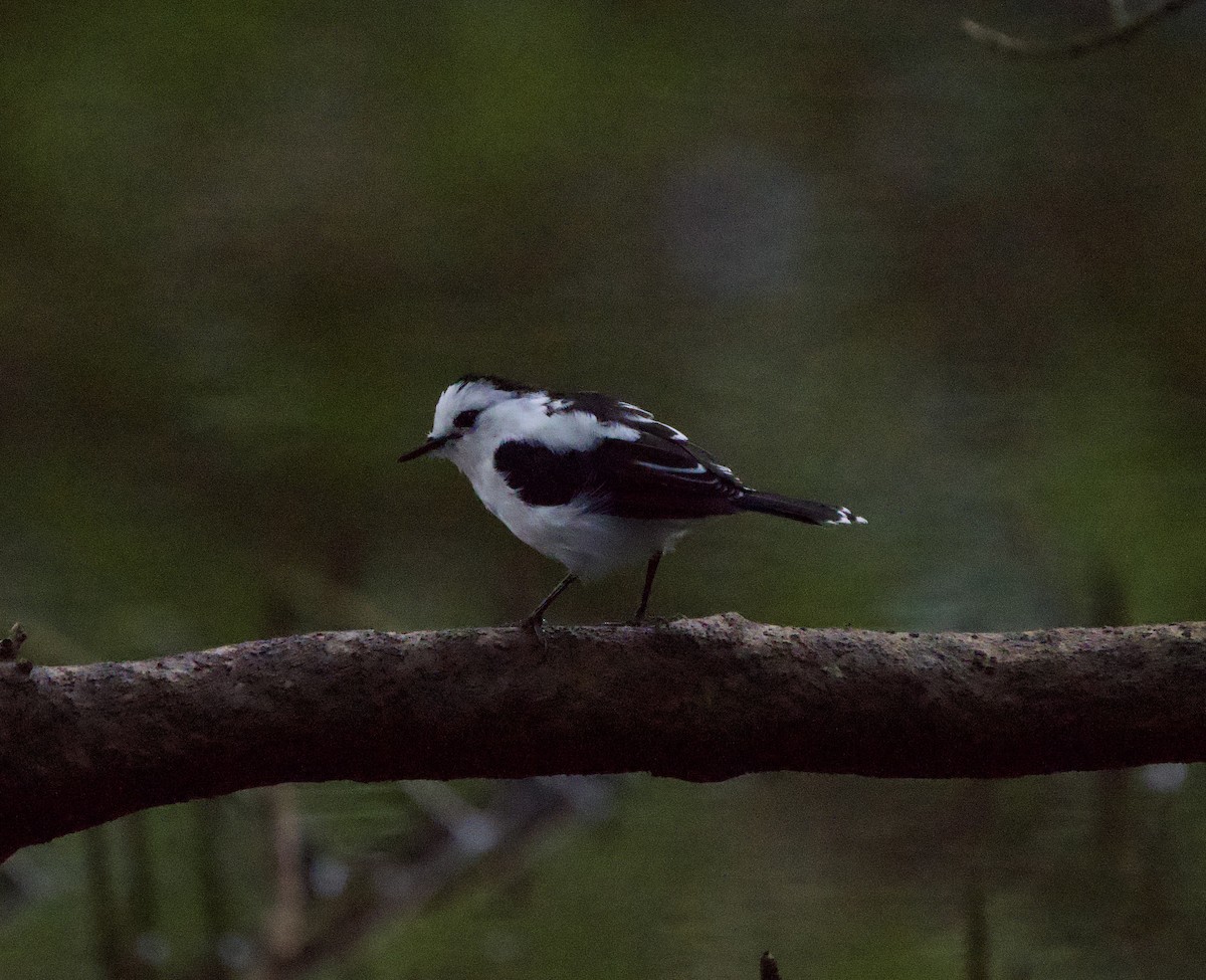Pied Water-Tyrant - ML646130147