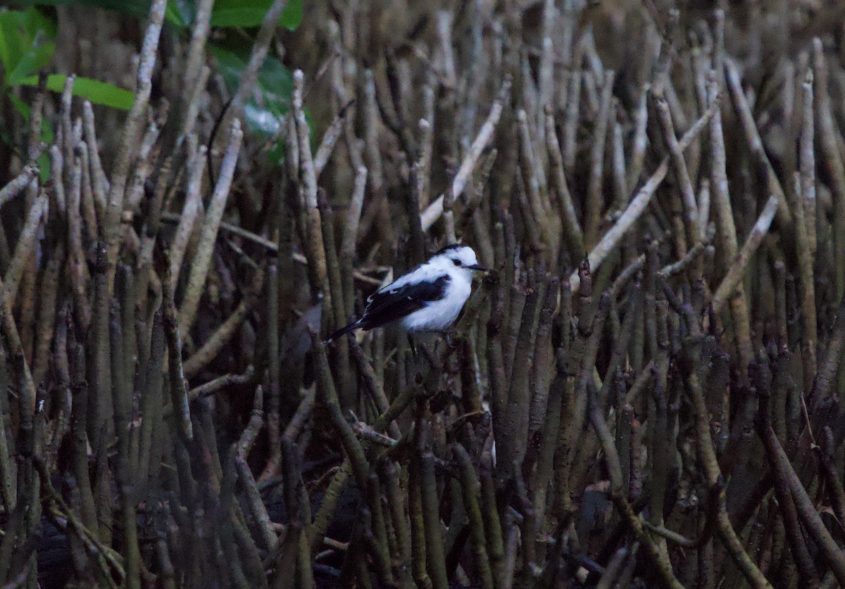 Pied Water-Tyrant - ML646130150