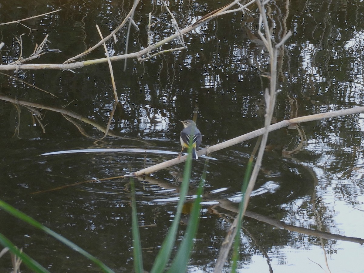 Gray Wagtail - ML646130153