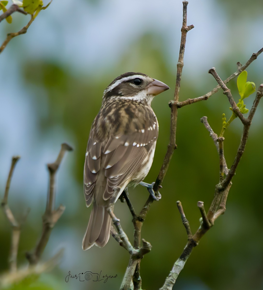 Rose-breasted Grosbeak - ML646130155