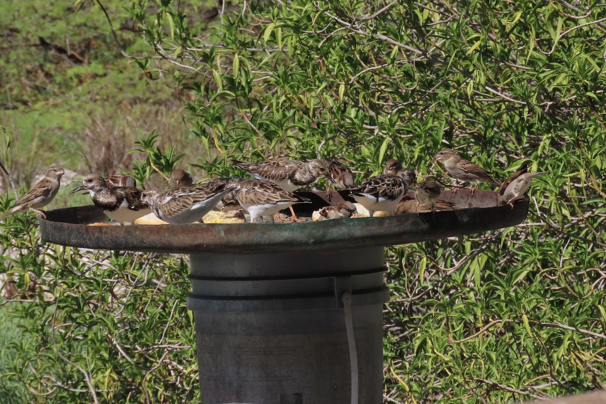 Ruddy Turnstone - ML646130158