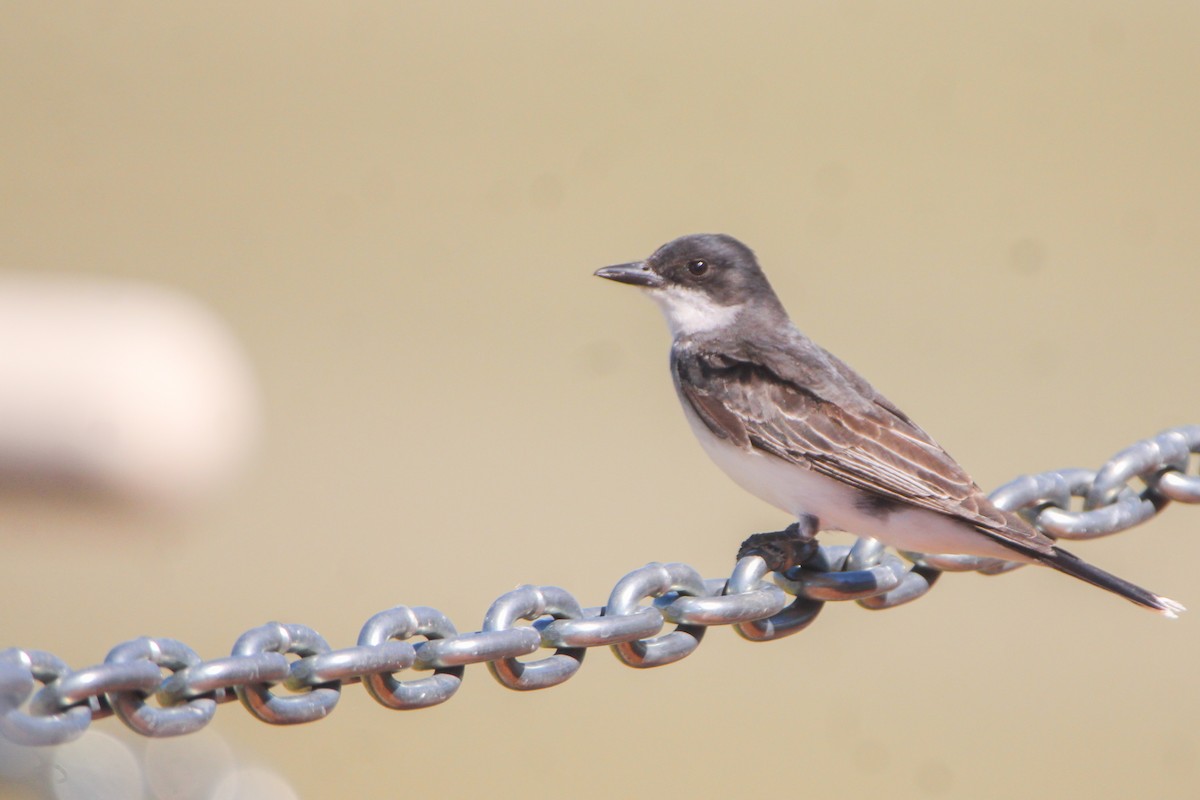 Tirano Oriental - ML646130163