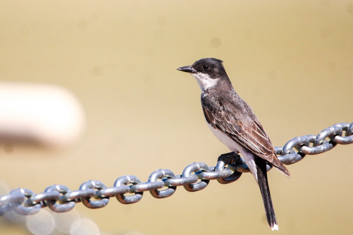 Tirano Oriental - ML646130164