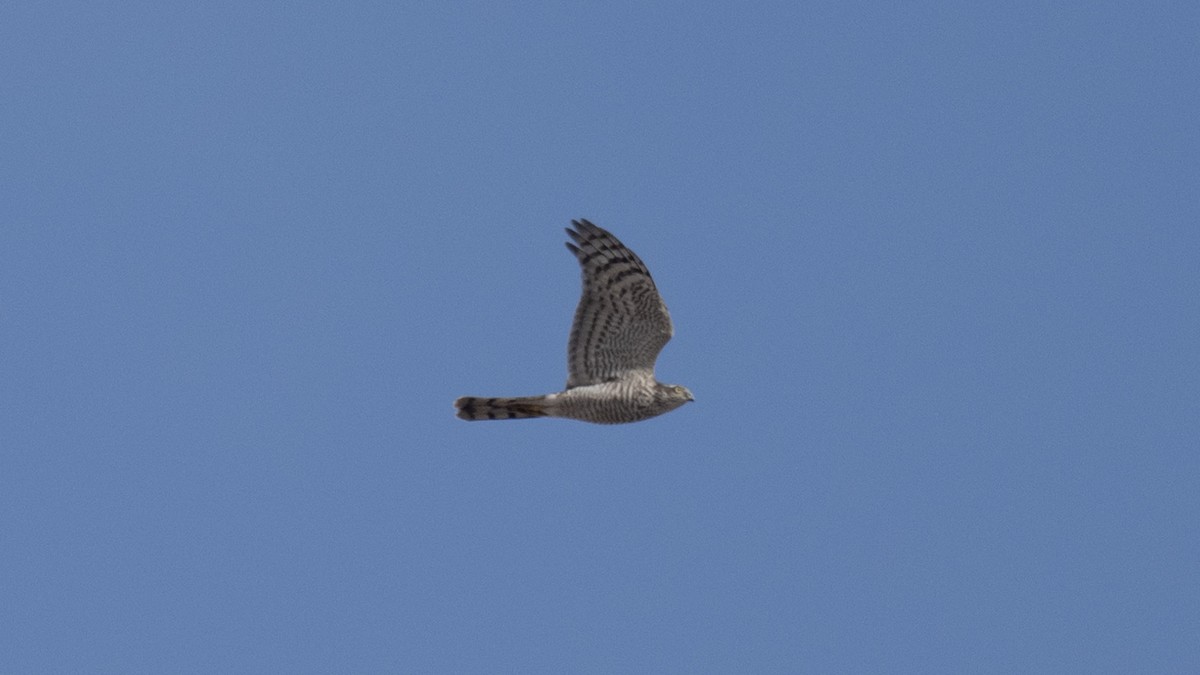 Eurasian Sparrowhawk - ML646130170