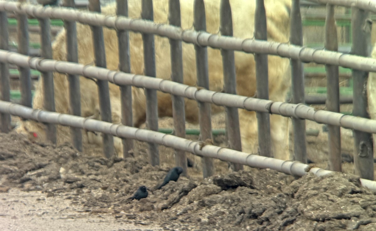 Brewer's Blackbird - ML646130171