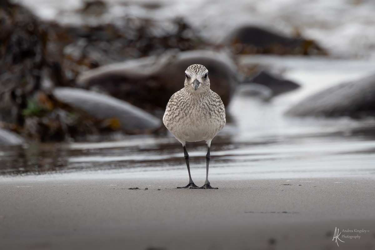 Chorlito Gris - ML646130180