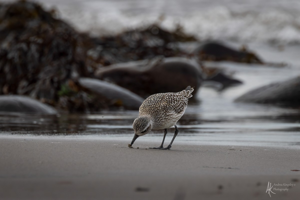 Chorlito Gris - ML646130181