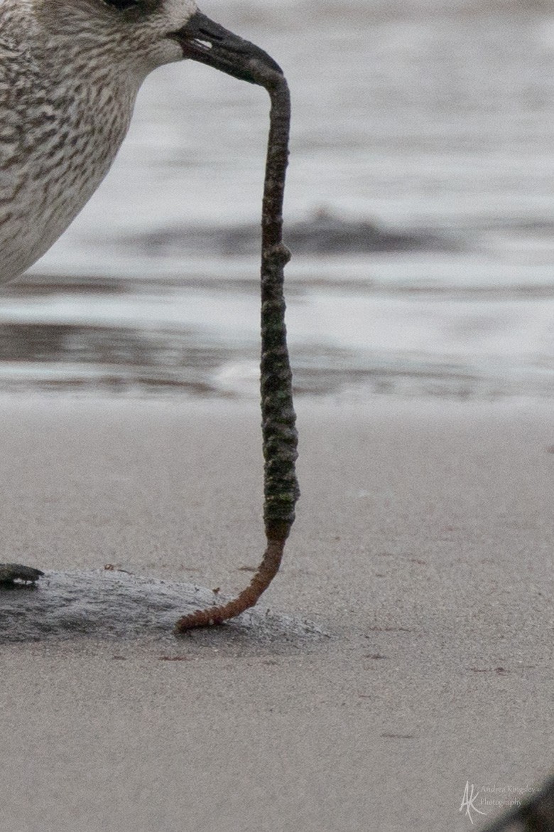 Chorlito Gris - ML646130183