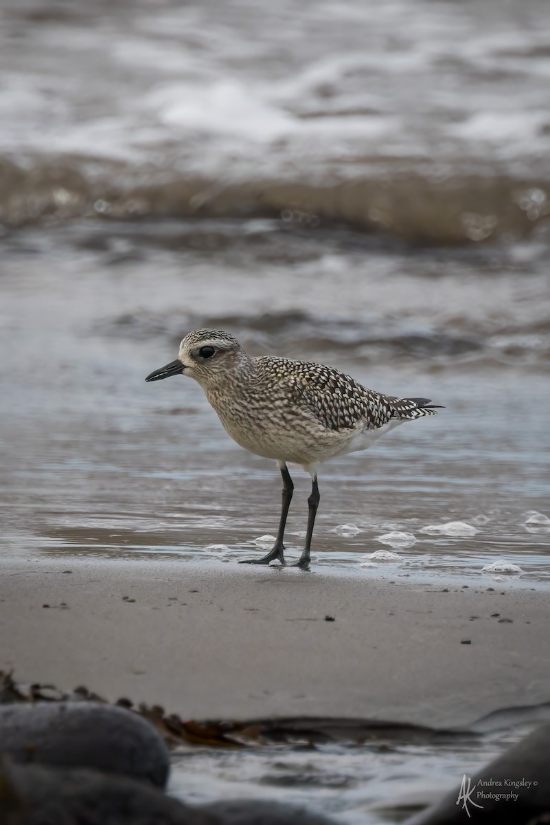 Chorlito Gris - ML646130184