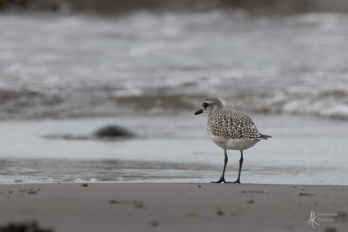 Chorlito Gris - ML646130185