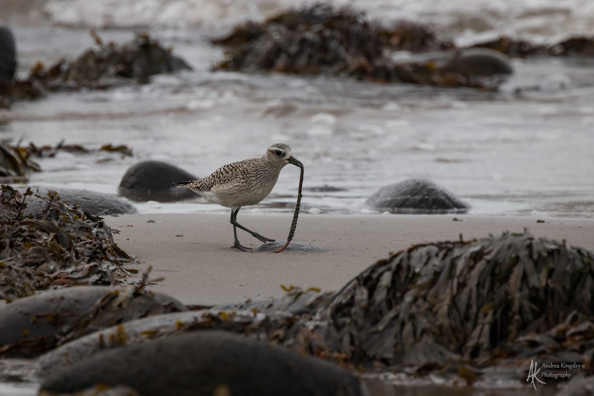 Chorlito Gris - ML646130186