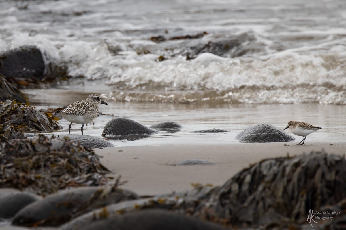 Chorlito Gris - ML646130187