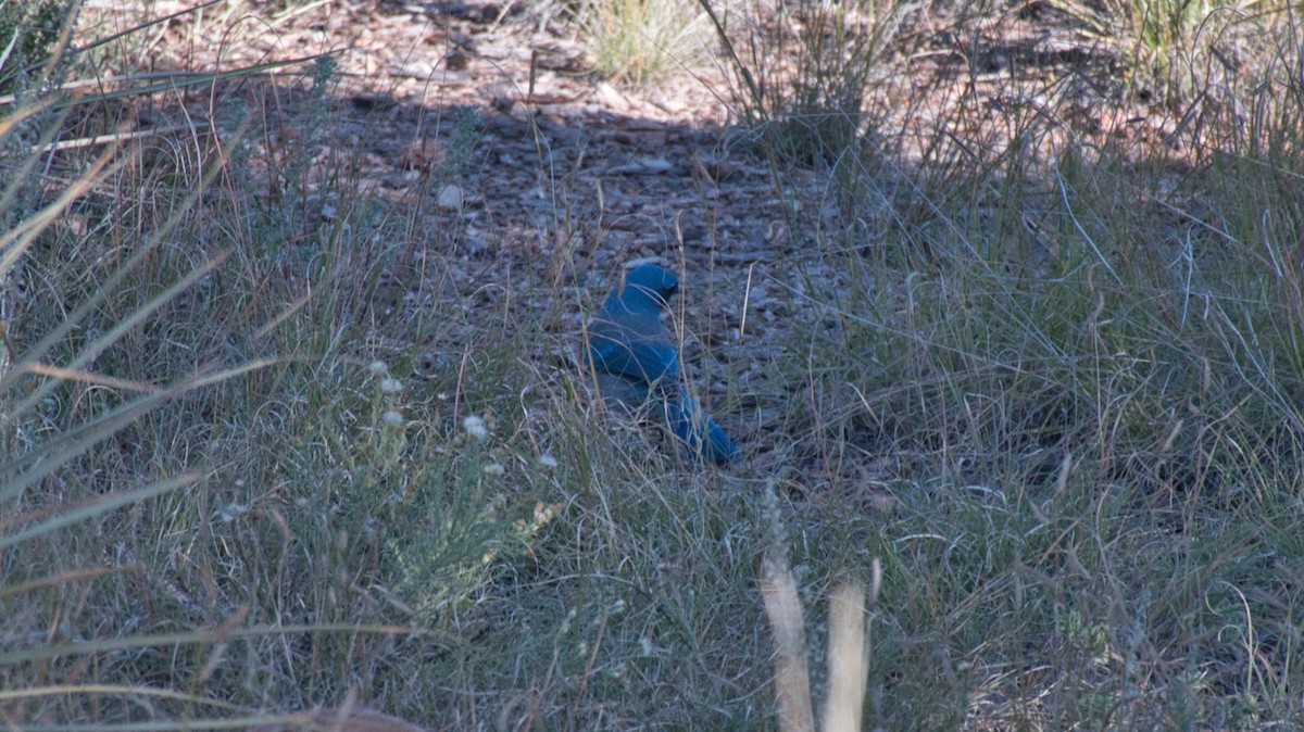 Woodhouse's Scrub-Jay - ML646130204