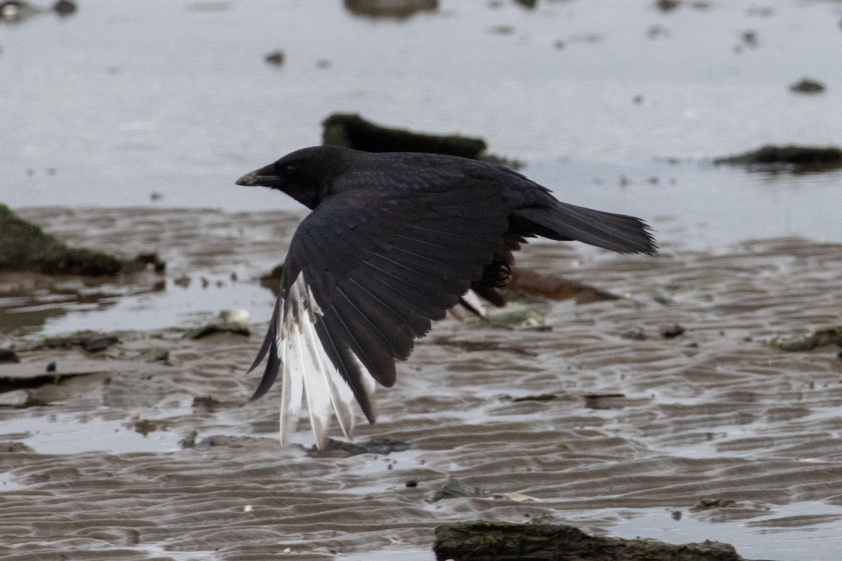 American Crow - ML646130205