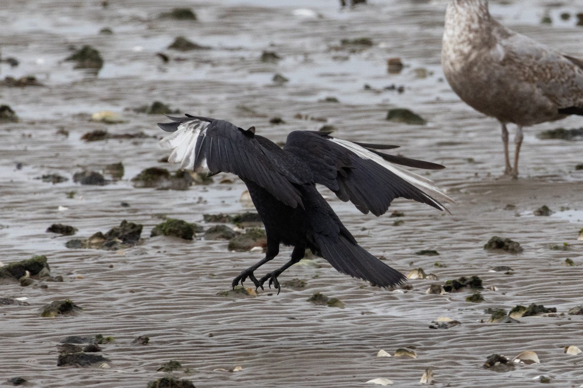 American Crow - ML646130206