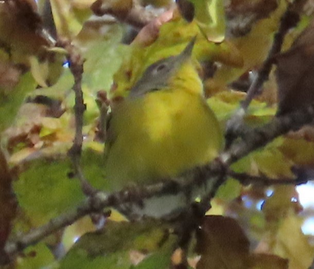 Nashville Warbler - ML646130207