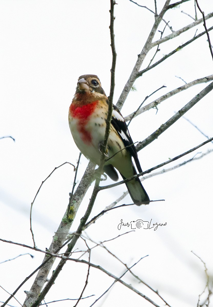 Rose-breasted Grosbeak - ML646130209