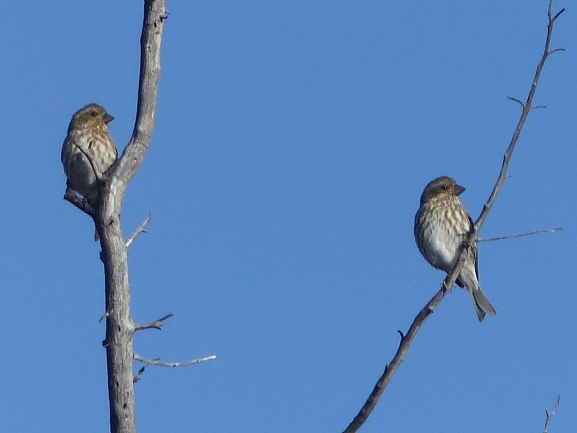 Purple Finch - ML646130211