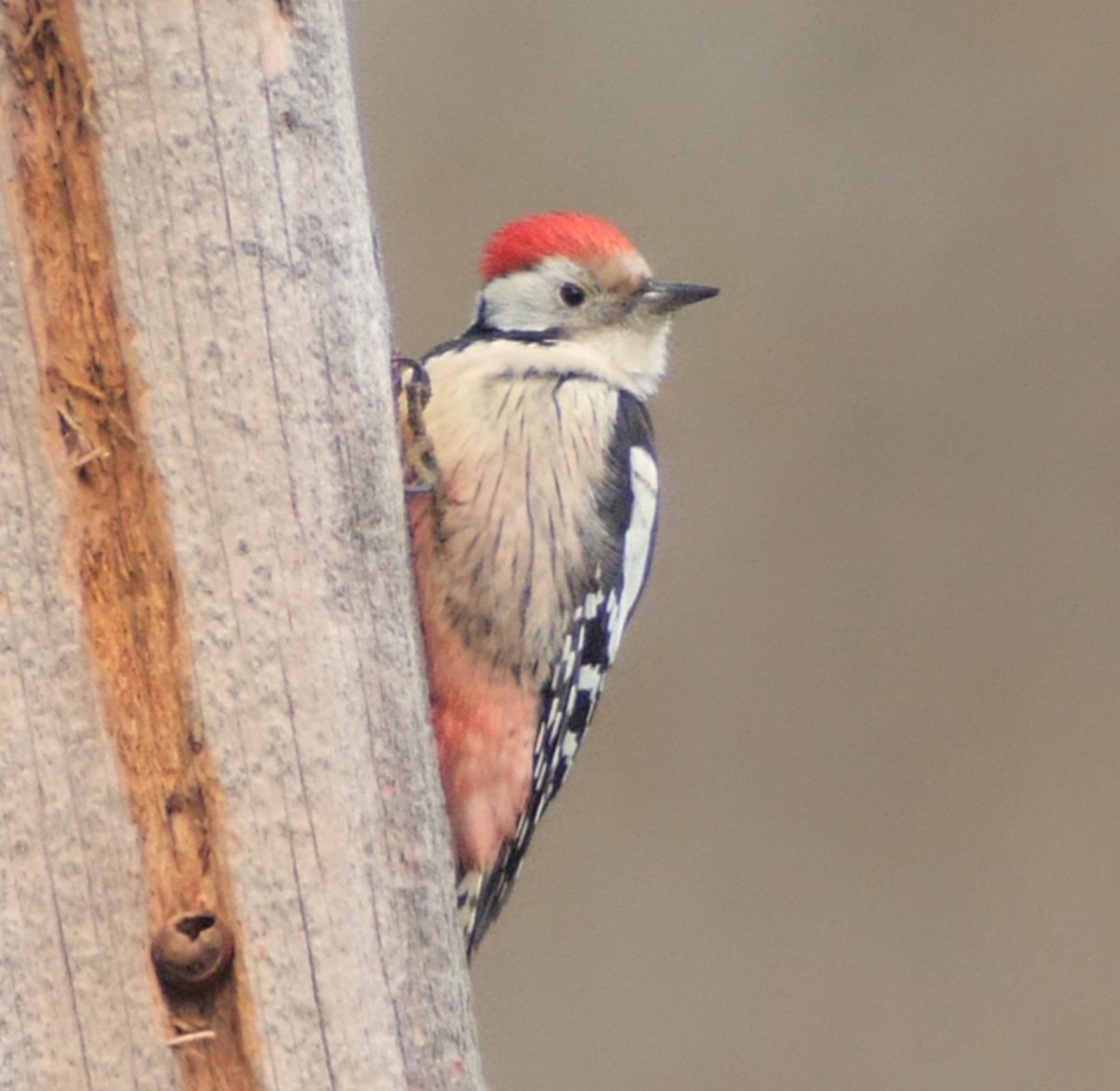 Middle Spotted Woodpecker - ML646130212