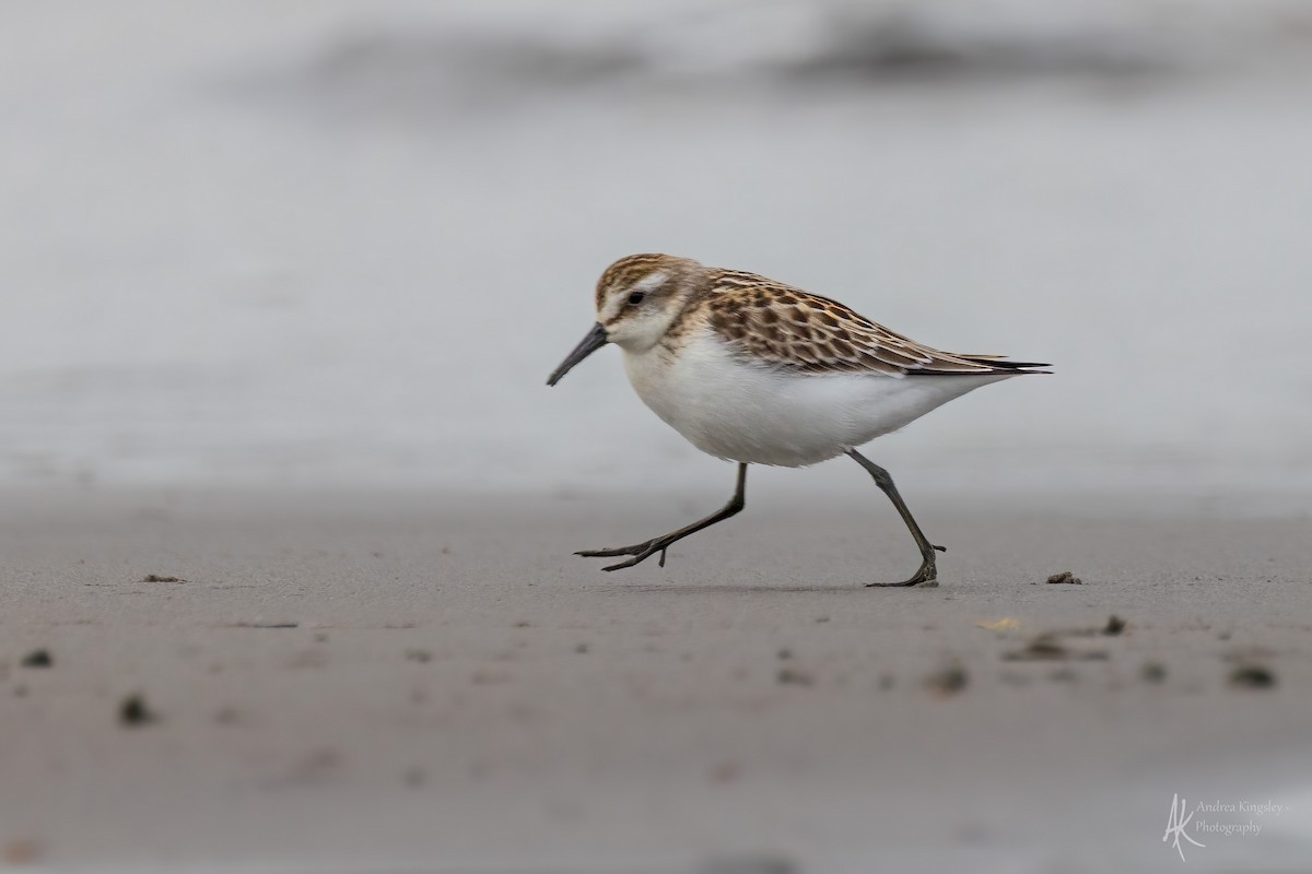 Semipalmated Sandpiper - ML646130213
