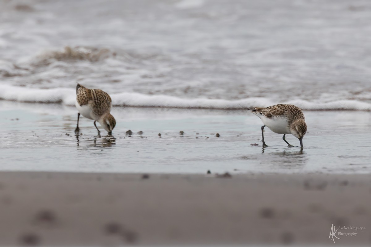 Semipalmated Sandpiper - ML646130214