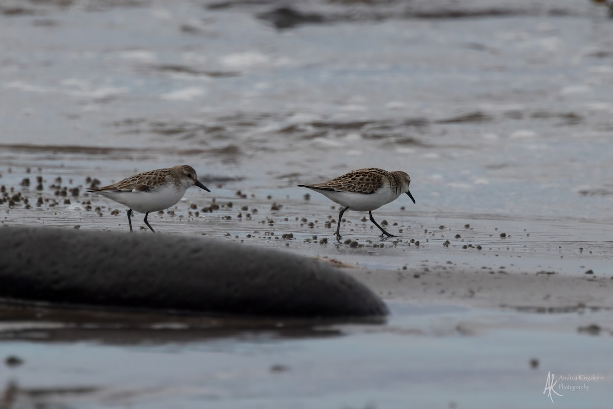 Semipalmated Sandpiper - ML646130215