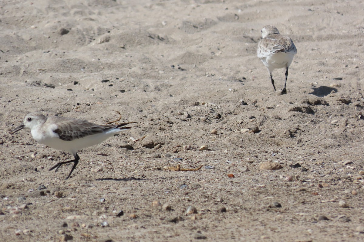 Sanderling - ML646130217