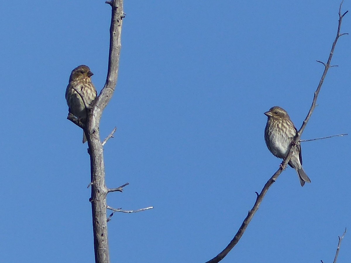 Purple Finch - ML646130227