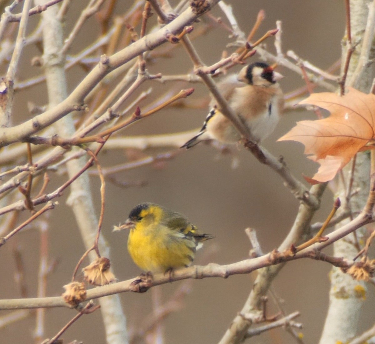 Eurasian Siskin - ML646130228