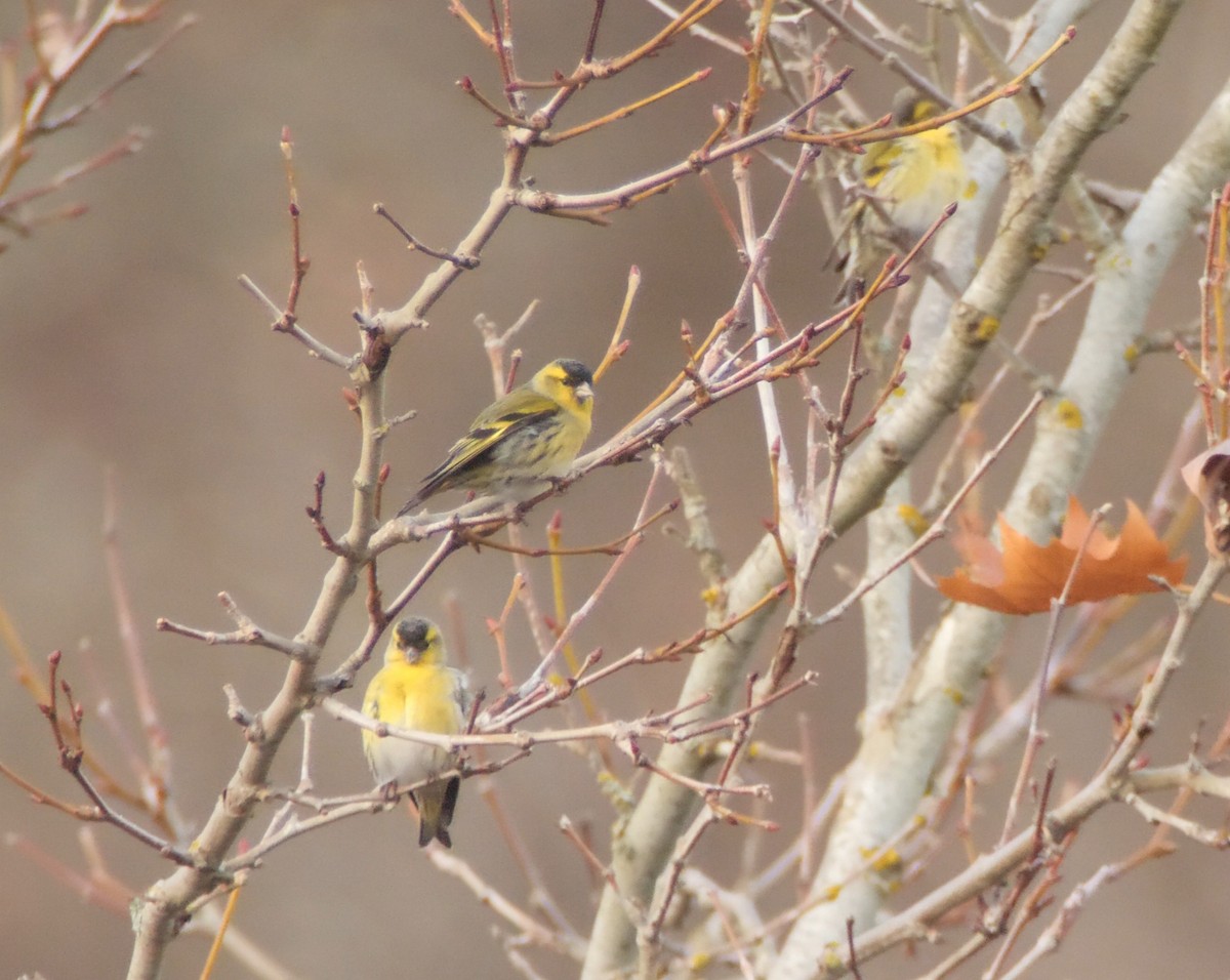 Eurasian Siskin - ML646130229
