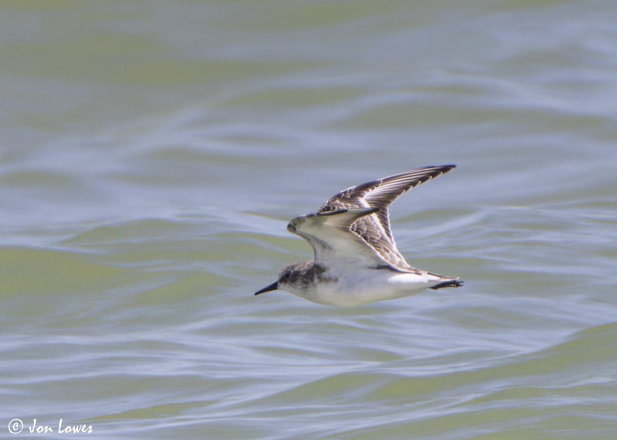 Little Stint - ML646130241