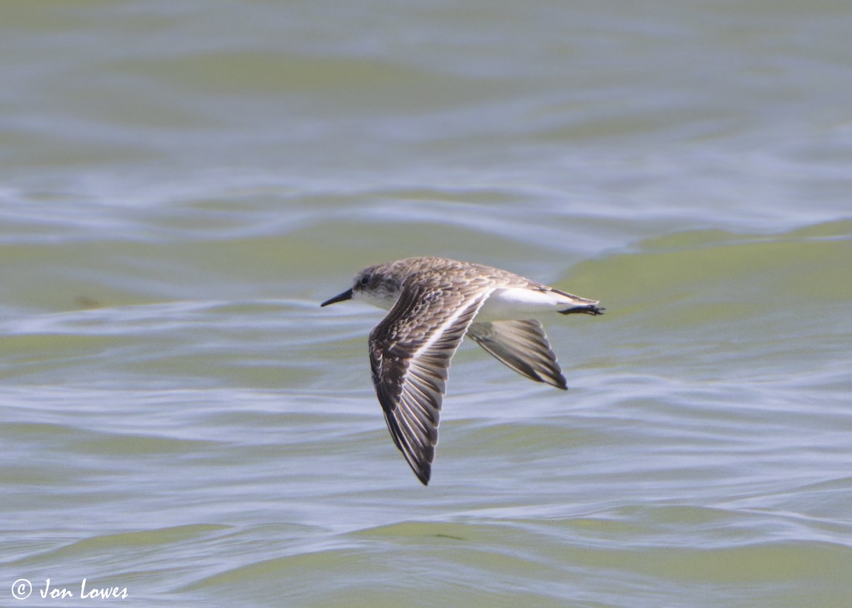 Little Stint - ML646130242