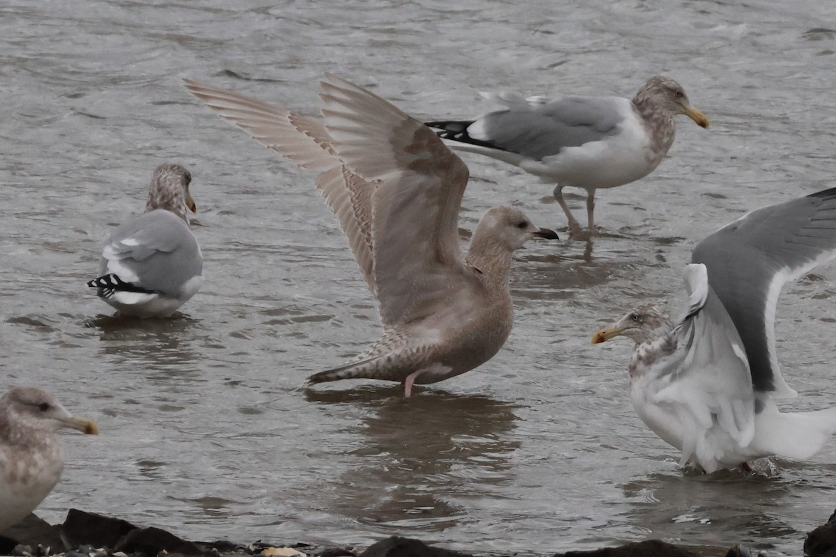 racek polární - ML646130243