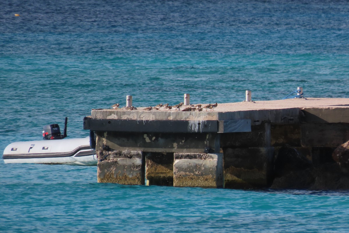 Ruddy Turnstone - ML646130245